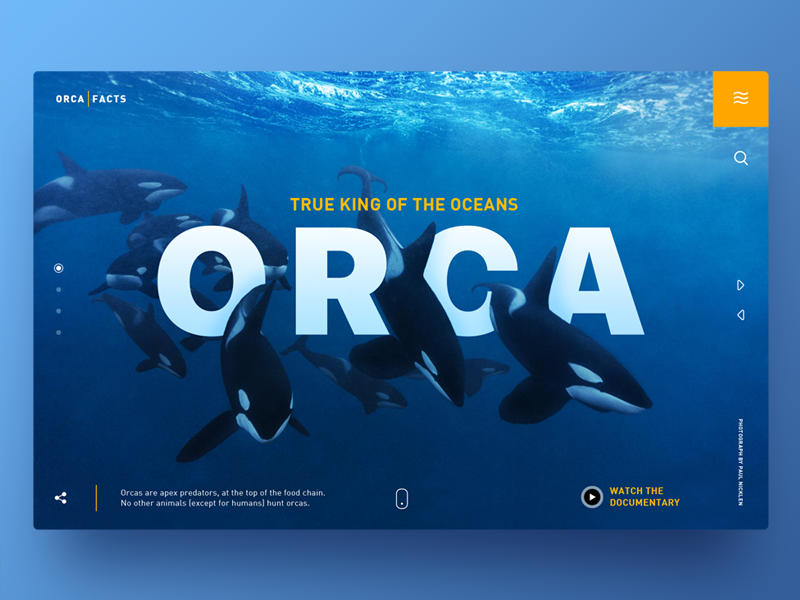 Orca True King of The Oceans by Rob Robertson on Dribbble