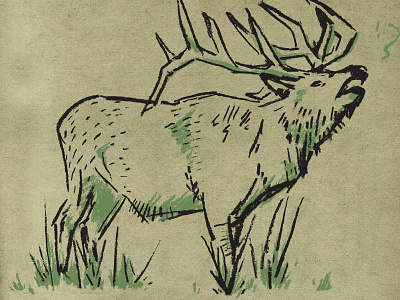 Elk