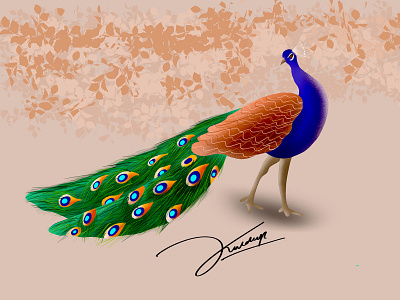 Peacock - illustration drawing bird illustration branding design idea bird illustration illustration art illustration design illustration drawings peacock