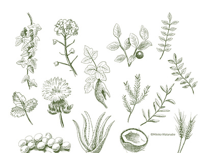 Mikiko Watanabe Dribbble Mikiko Watanabe Dribbble