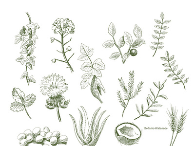 Plant Illustrations 植物のイラスト By Mikiko Watanabe On Dribbble