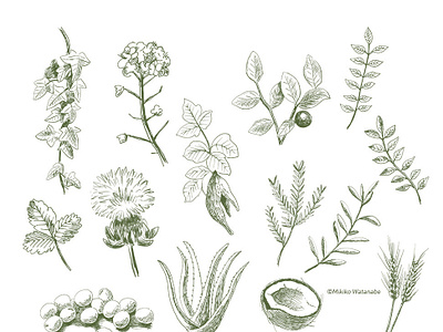 Plant Illustrations / 植物のイラスト drawing illustration ipadpro monochrome plants sketch イラスト スケッチ 白黒 線画