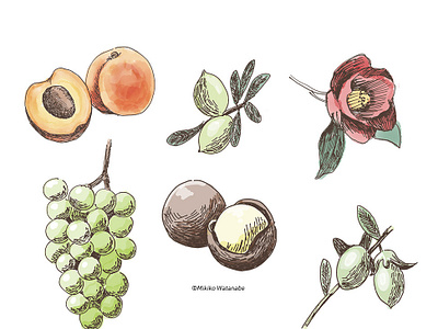 Flower Fruit Illustrations 花と果実のイラスト By Mikiko Watanabe On Dribbble