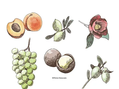 flower&fruit Illustrations / 花と果実のイラスト camellia drawing grape illustration ipadpro nuts painting plants sketch ぶどう イラスト スケッチ ナッツ ブドウ 杏 椿 線画 花 葡萄