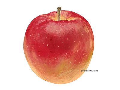 apple drawing food fruits illustration ipadpro painting procreate りんご イラスト スケッチ リンゴ 林檎 食べ物