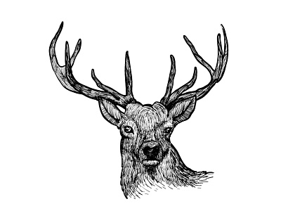 Sketched Deer black white deer drawing drawing ink hand drawn illustration product sketch