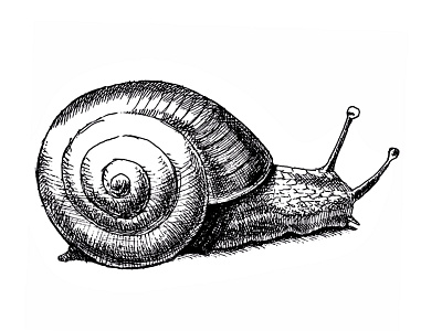Snail. Sketch. black white drawing drawing ink hand drawn helix illustration sketch snail