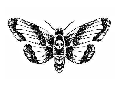 Moth. Ink Sketch. black white drawing drawing ink hand drawn illustration moth sketch