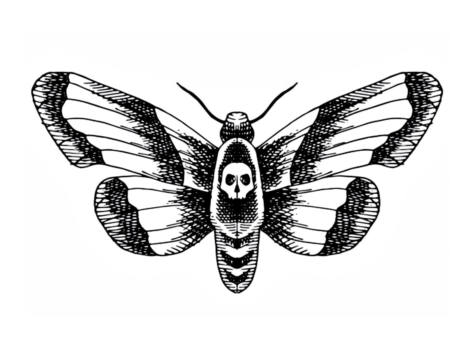 Moth. Ink Sketch. by Alex Hliv on Dribbble