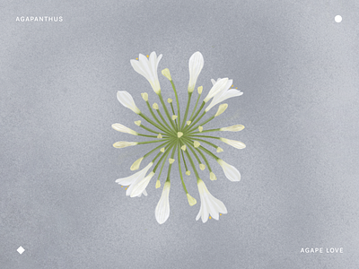 Flower Illustration illustration modern nature procreate simple illustration