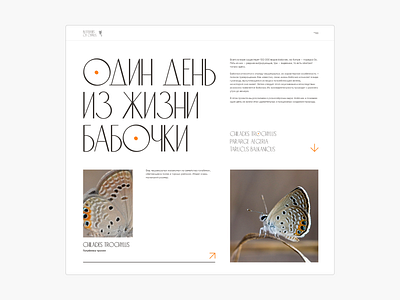 one day in the life of a butterfly animal design landingpage nature ui ux webrasign website white