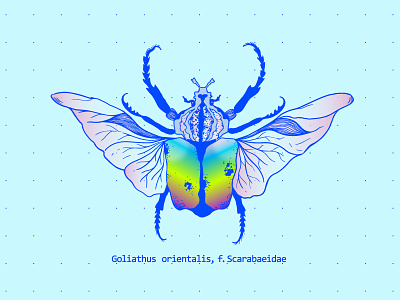 Goliathus bug beetle biology botanical bug detailed electric blue entomology illustration insect lineart vector