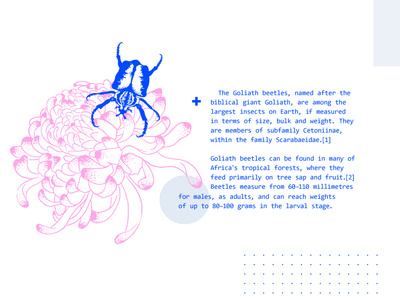 Goliath beetles page beetle biology book botanical design entomology illustration lineart text vector