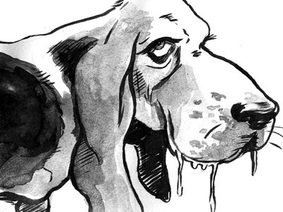 Basset Dribbble dog drawing illustration ink wash