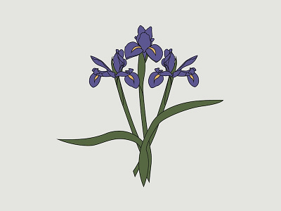 Irises flowers iris irises