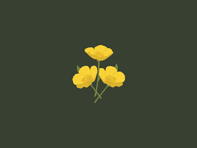 Buttercup buttercup flowers illustration yellow