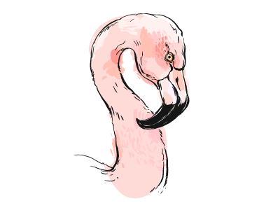 Tropical Flamingo