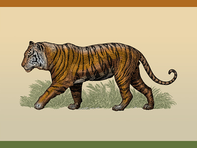 Tiger animal feline illustration roger xavier scratchboard tiger