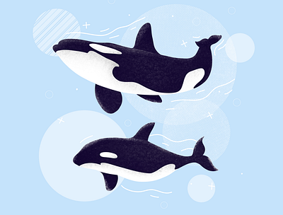 Killer whales animal animals clean creative drawing enviroment etheric family illustration killer whale nature ocean procreate sea