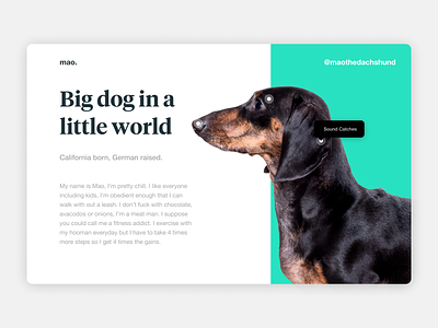 Mao the Dachshund big dog clean cute dachshund font german sans serif serif simple
