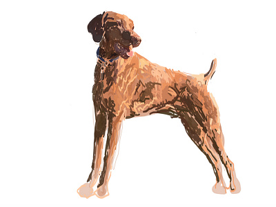 Digital drawing of my Vizsla dog named Jasper