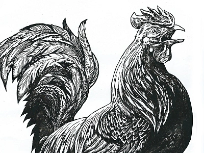 Farmer's Glory animals detailed hand drawn pen and ink cockerel illustration ink traditional rooster