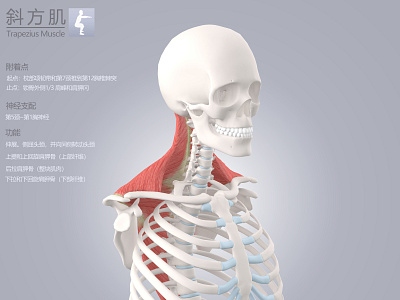 sportsanatomy