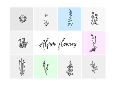 Alpine flowers alpine flowers alps floral illustration flowers flowers free vector illustration illustrator minimalism minimalistic design vector wacom intuos