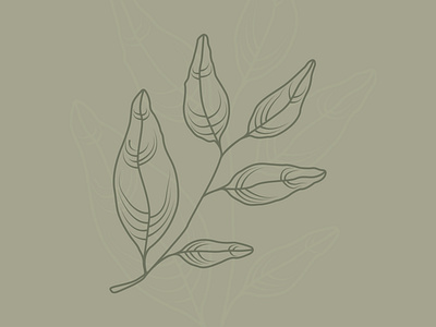 Sage Leaves botanical illustration linework plants sage sage leaves