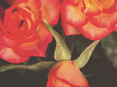 Roses book cmyk flowers poster roses scan