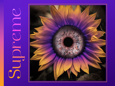 Poster design – Supreme sunflower blue design flower graphic design illustration poster purple sunflower supreme yellow