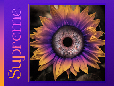 Poster design – Supreme sunflower