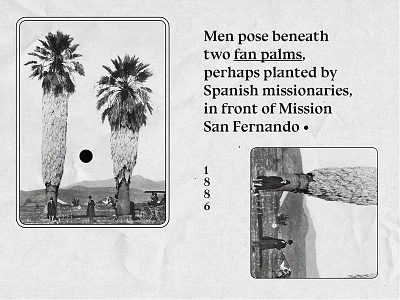 Palm Trees editorial photobook poster print type typography vintage
