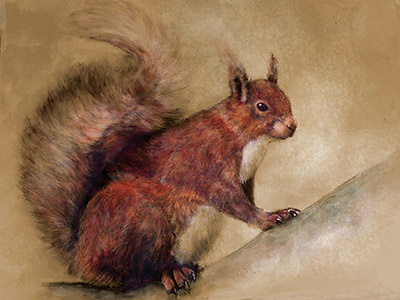 Squirrel acrylic art illustration painting wildlife