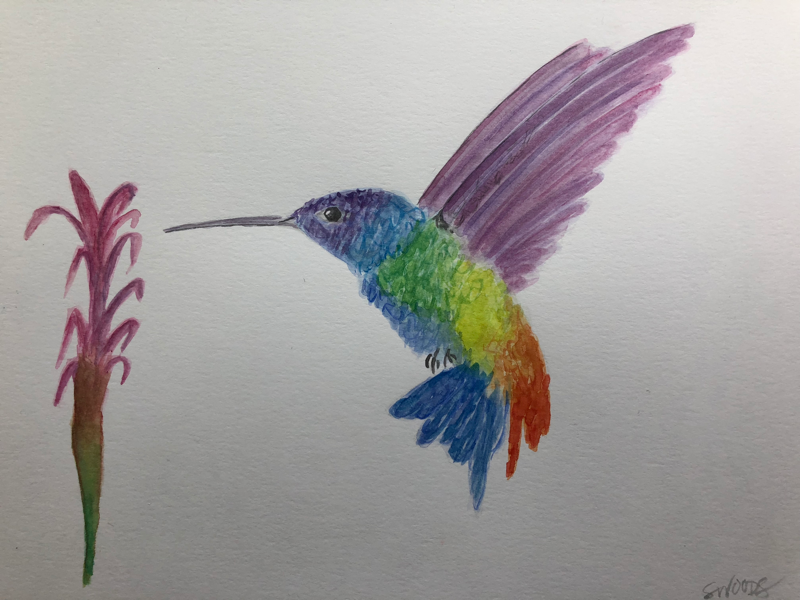 Rainbow hummingbird hummingbird watercolor
