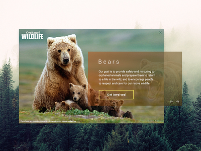 Daily UI #016 - Pop-Up / Overlay bear dailyui donation overlay pop up ux wildlife