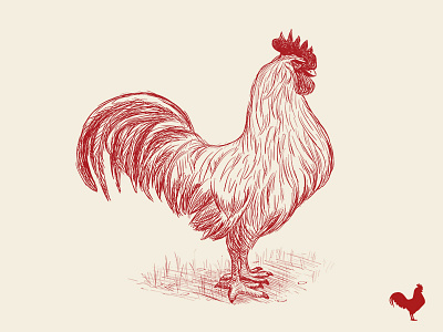 Rooster illustration rooster sketch vector