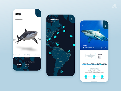 Shark Tracker 🦈