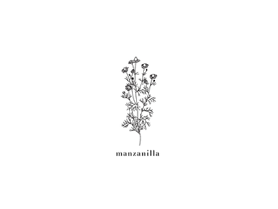 Manzanilla. nature plants ilustration