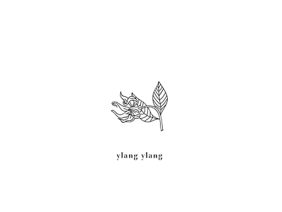 Ylang Ylang. nature plants ilustration