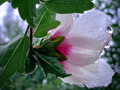 flower rain rain
