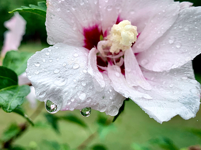 rain flower