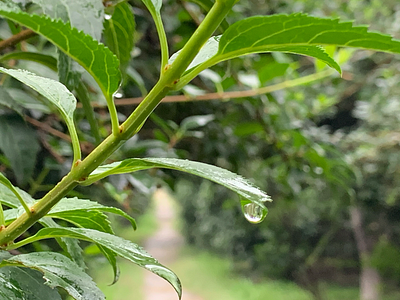 雨滴 rain drops rain rain