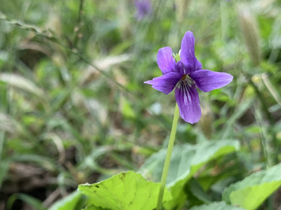 purple