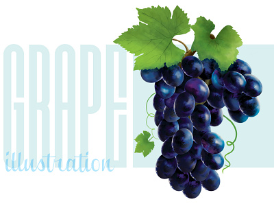 Grape Illustration 2d 2d art art blue grape graphic design illustration typography