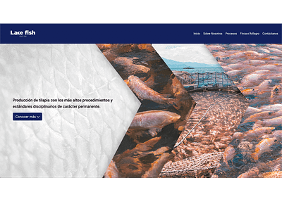 Website Lake Fish angular branding developer frontend website