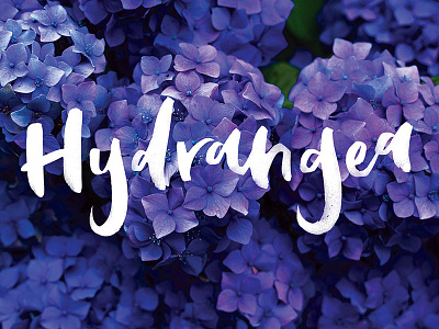 Hydrangea brush lettering colour floral flowers hand lettering hydrangea letterer lettering lettering artist photography