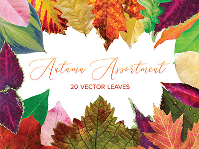 Autumn Assortment assortment autumn bundle fall leaves season vector