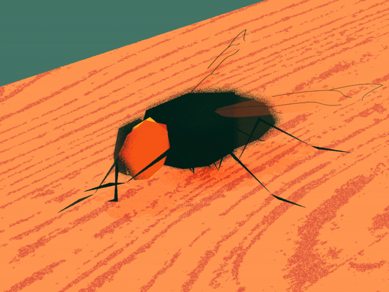 Housefly taking a shower on a sunny day day design flat geometric grain housefly noise styleframe sun texture wood work in progress