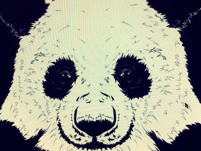 Panda Illustration